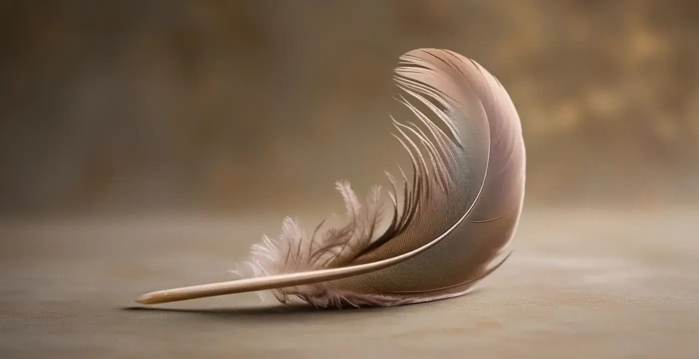 Mourning Dove Feathers Spiritual Meaning and Uses