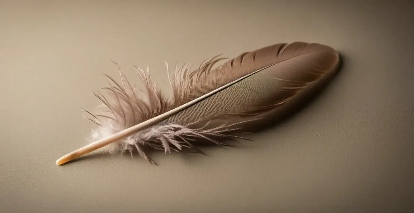 Mourning Dove Feathers in Dreams