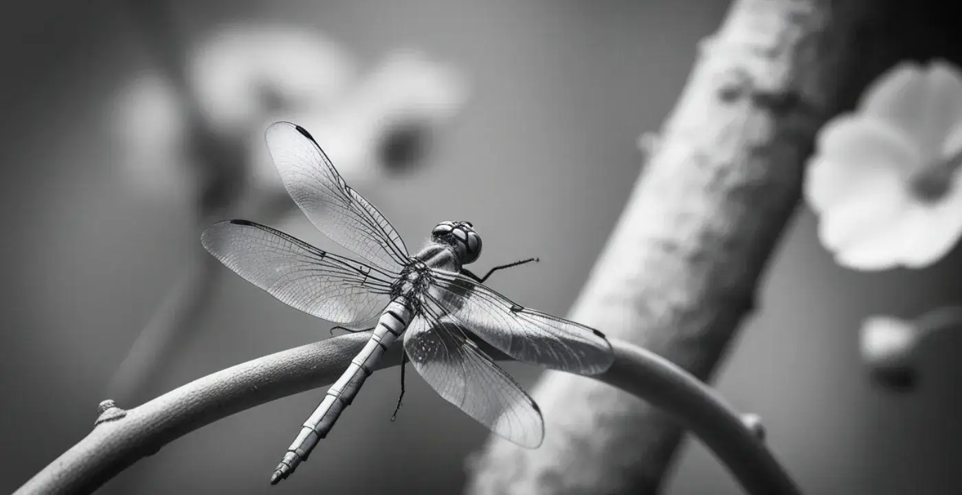 Spiritual Benefits of Encountering a Black and White Dragonfly