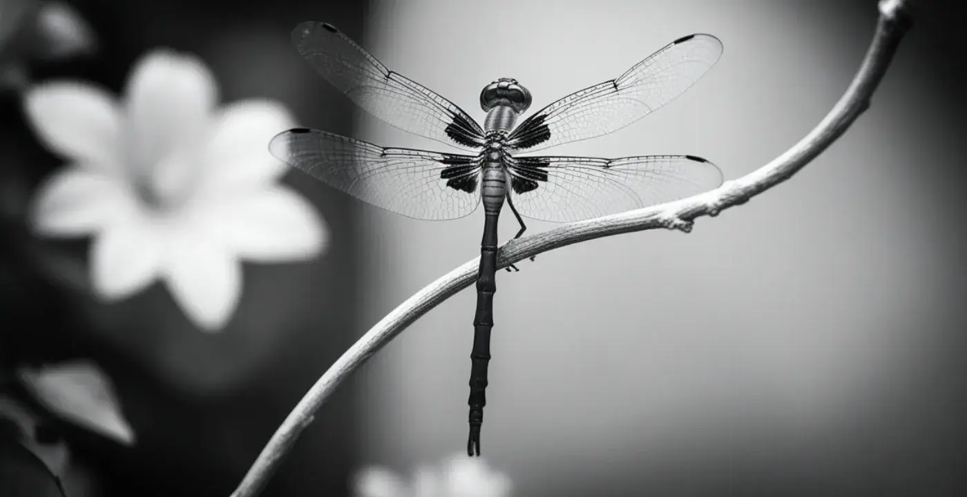 Understanding Dragonfly Symbolism